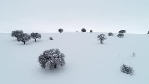 Weißes Tal mit verschneiten Bäumen