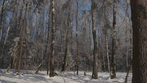 Schöner Wald mit Schnee bedeckt