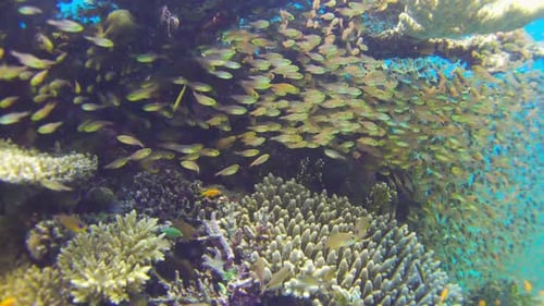 Tropical Fish on Vibrant Coral Reef