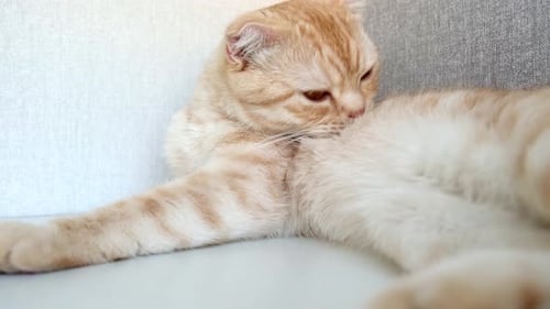 Süße rote gestreifte Katze der schottischen Rasse, zusammengefaltet, auf dem weißen Regal liegend und leckt sich