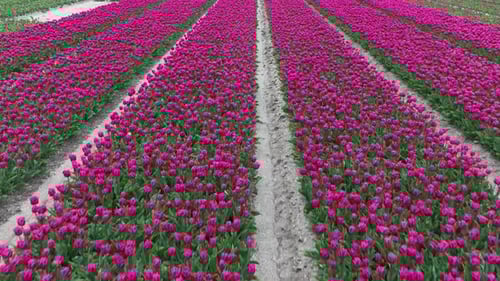 Rows of Purple Tulips in full bloom, Aerial view.
