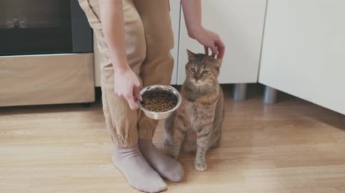 Adult Puts Cat Food Down For Their Pet
