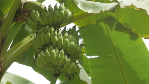 Banana Tree