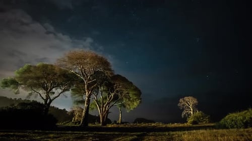 Starry Night Sky Over Trees