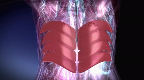 3D Animation of Human Abdominal Muscles Flexing