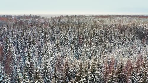 Aerial passage over a thick, snowy evergreen forest during winter