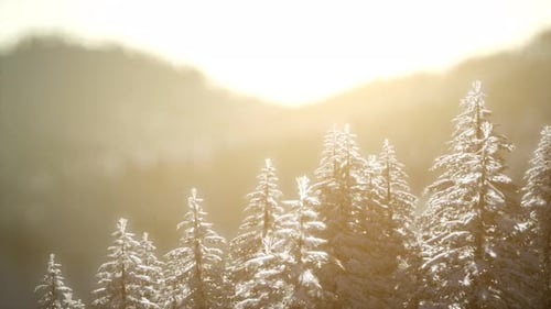 Splendid Christmas Scene in the Mountain Forest. Colorful Winter Sunrise