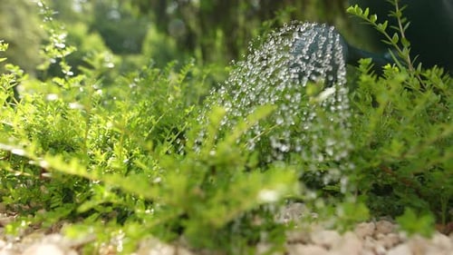 Watering in the Garden 31