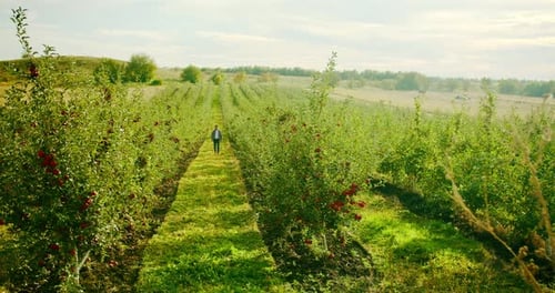 Der Farmer spaziert mitten im Apfelgarten mit frischen und reifen Äpfeln
