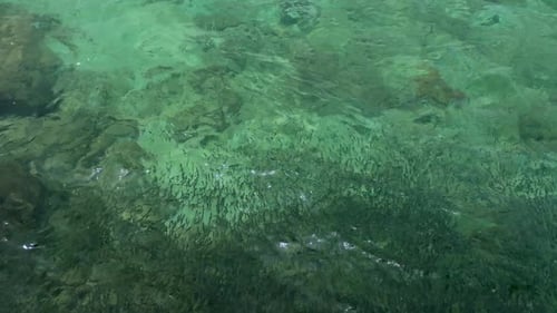School of Fish Swimming in Turquoise Water