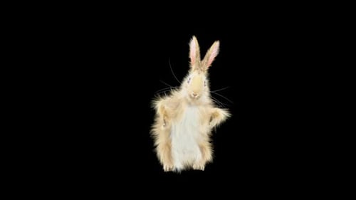 Animated Fluffy Rabbit Stands and Looks Around