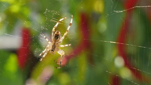 Spinnennetz und grüner flacher DOF natürlicher Hintergrund 4K 2160p 30fps UltraHD-Video - Spinnennetz und Spinne