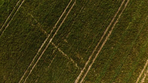 Green farm fields