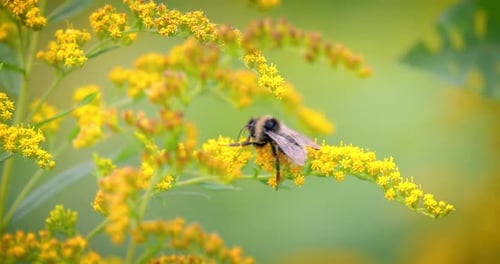 Shaggy Bumblebee Pollinating and Collects Nectar From the Yellow Flower of the Plant