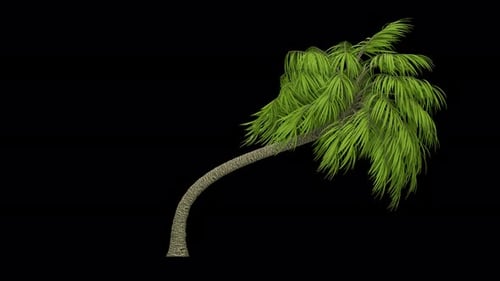 Swaying Palm Tree with Alpha Channel