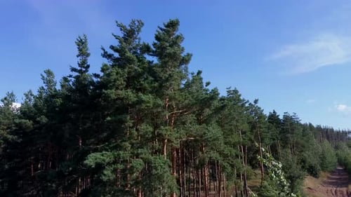 Grüne Bäume, die sich bei windigem Wetter an einem sonnigen Sommertag im Wind wiegen, bewegen und zittern.
Die