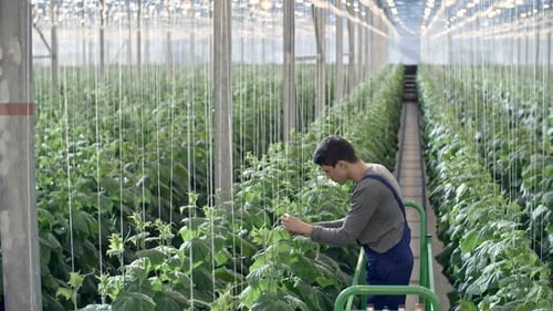 Young Adult Cultivating Cucumber Plants in Greenhouse