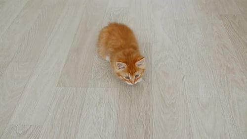 Adorable Ginger Kitten Sitting on a Wooden Floor