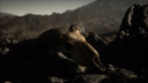 Crâne de bélier mouflon européen dans des conditions naturelles dans les montagnes