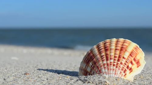 Cockleshells 52