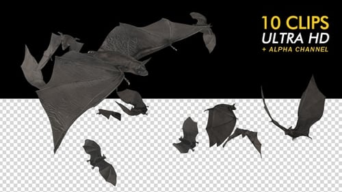 Flying Bat Animation with Alpha Channel