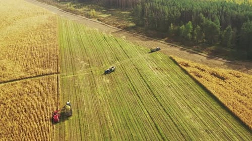 Luftaufnahme der ländlichen Landschaft. Kombinieren Sie Erntemaschine und Traktor, die im Maisfeld arbeiten. Sammelt sich trocken