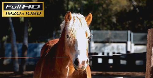 Beautiful Horse Standing in Outdoor Paddock on Sunny Day