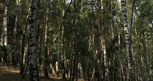 Birch forest near Le Plan de Monfort, the Cevennes National park, Lozere department, France