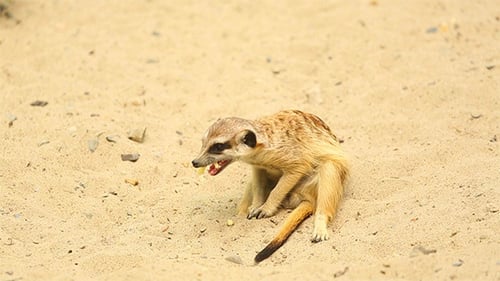 Erdmännchen