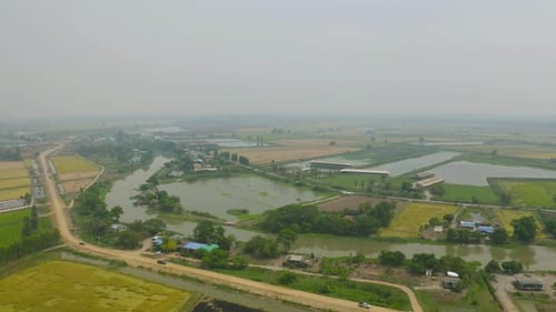Aerial top view of fresh paddy rice, green agricultural field in countryside or rural area