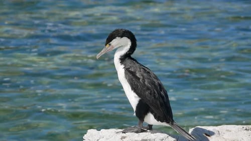 Pied shag stand on the rock em Kaikoura, Ilha Sul, Nova Zelândia