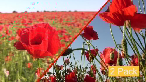 Poppy Field (2-Pack)