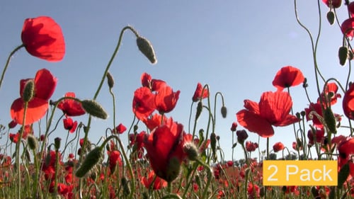 Field of Vibrant Red Poppy Flowers in Bloom