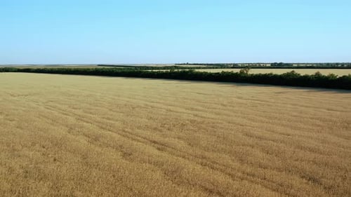 Agricultural Fields Aerial View