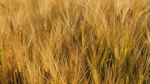 Gold Wheat Field in Summer