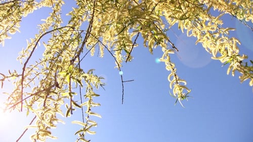 Weidenzweige Frühling