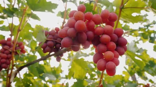 Red Grapes on the Vine in Sunlight