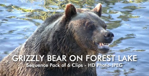 Bear On Lake - Pack of 6