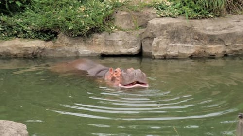 The Common Hippopotamus (Hippopotamus Amphibius) or Hippo in Green Water Pond