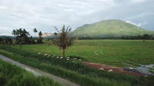 Aerial view herd of goats grazing grass at paddy field.