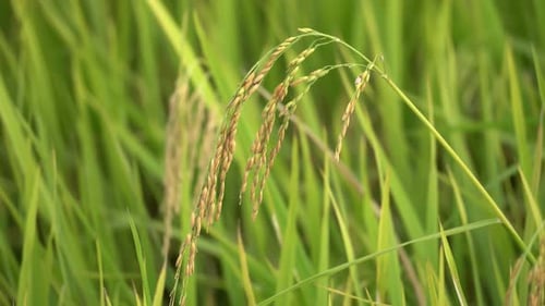 Reap paddy field blow by wind.