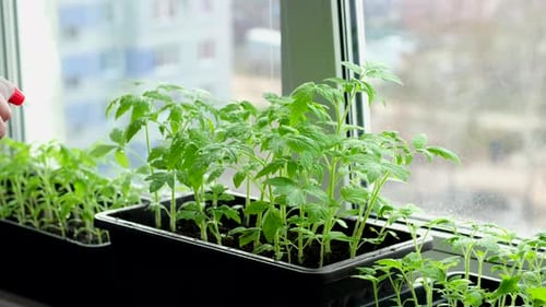 Watering Fresh Green Seedlings on a Windowsill