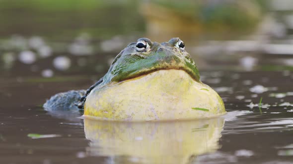 Portrait Of A Male African Bullfrog Inflating His Vocal Sacs In A ...
