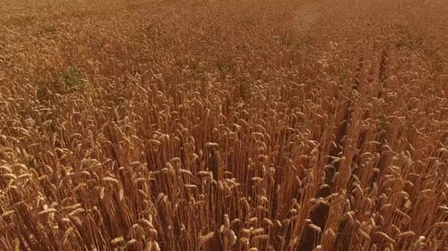 Golden Ears of Wheat