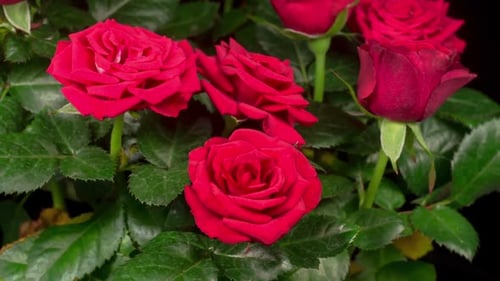 Close Up of Blooming Red Roses with Green Leaves
