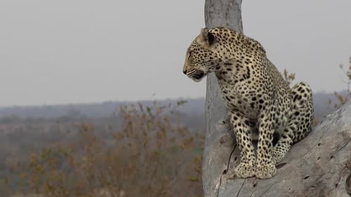 Close frontal view of lone leopard sitting in tree and looking out