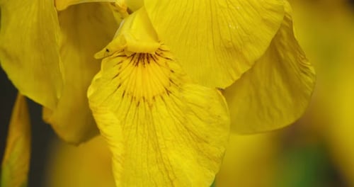 Macro Shot of Bright Yellow Iris Flower