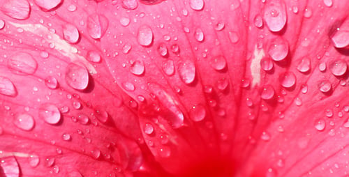 Gouttes d'eau sur fleur