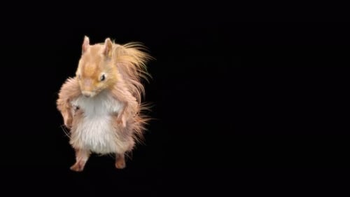 3D Animated Squirrel Standing and Looking Around