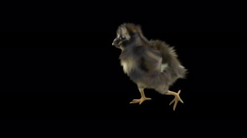 Fluffy Baby Chick Walking Seamless Loop